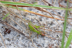 Odontoxiphidium apterum