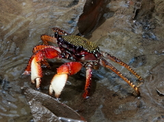 Goniopsis pulchra