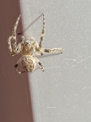 Larinioides sclopetarius