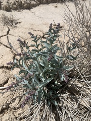 Penstemon immanifestus