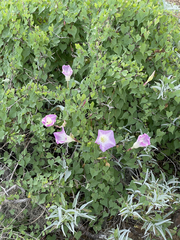 Ipomoea jicama