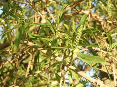 Sapium haematospermum