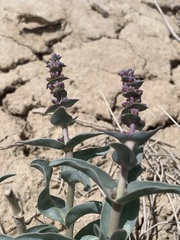 Penstemon immanifestus