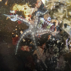Ophiothrix