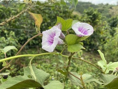Ipomoea batatas