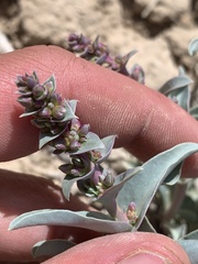 Penstemon immanifestus