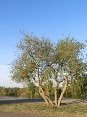 Sapium haematospermum