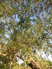 Sapium haematospermum
