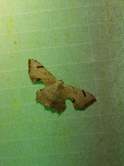 Dysaethria quadricaudata