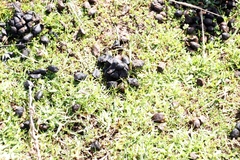 Damaliscus pygargus pygargus