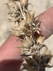 Penstemon immanifestus