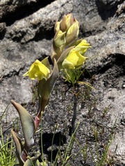 Pterygodium acutifolium
