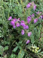 Pedicularis tatarinowii