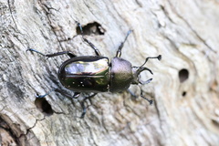 Streptocerus speciosus