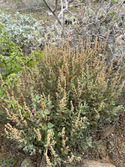 Atriplex barclayana