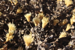 Klasea cerinthifolia