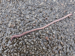 Lumbricus terrestris