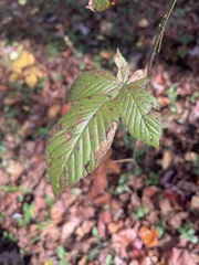Stigmella villosella