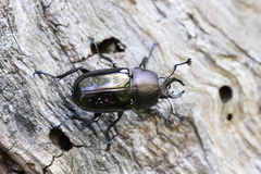 Streptocerus speciosus
