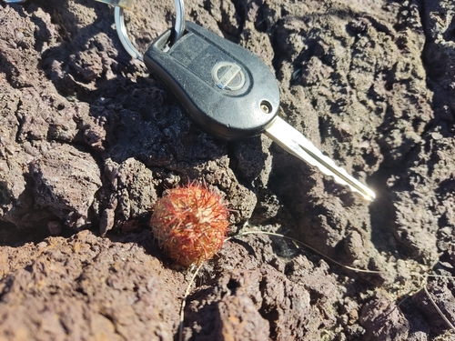 Echinocereus pamanesii