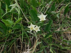 Convolvulus hermanniae