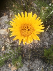 Berkheya barbata