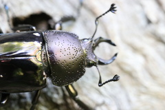 Streptocerus speciosus