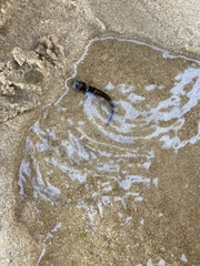 Gaidropsaridae