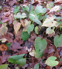 Eurybia schreberi