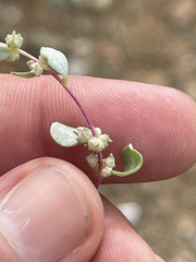 Atriplex barclayana