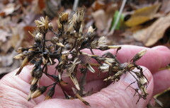 Eurybia schreberi