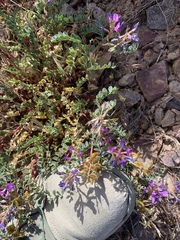 Astragalus lentiginosus