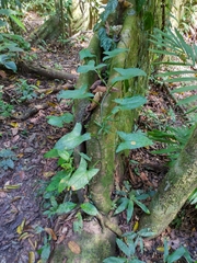 Syngonium