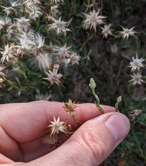 Baccharis texana