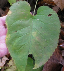 Eurybia schreberi