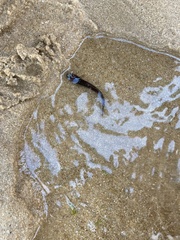 Gaidropsaridae