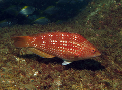 Crimson Banded Wrasse photo 2