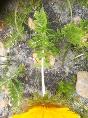 Berkheya barbata