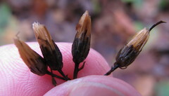 Eurybia schreberi