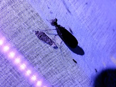 Pseudomiopteryx infuscata