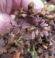 Eurybia schreberi