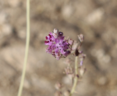 Prospero seisumsianum