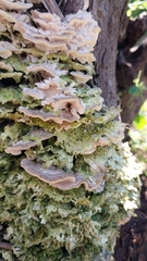 Trametes villosa