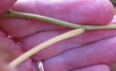 Eurybia schreberi
