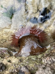 Actinia fragacea