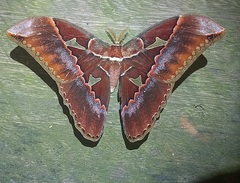 Rothschildia triloba