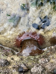 Actinia fragacea