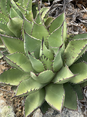 Agave margaritae