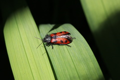 Astylus trifasciatus