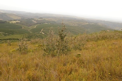 Leucadendron conicum